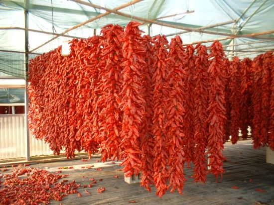 Immagine di ANTICHI SAPORI DAL POLLINO AL MARE - TOUR DEL GUSTO