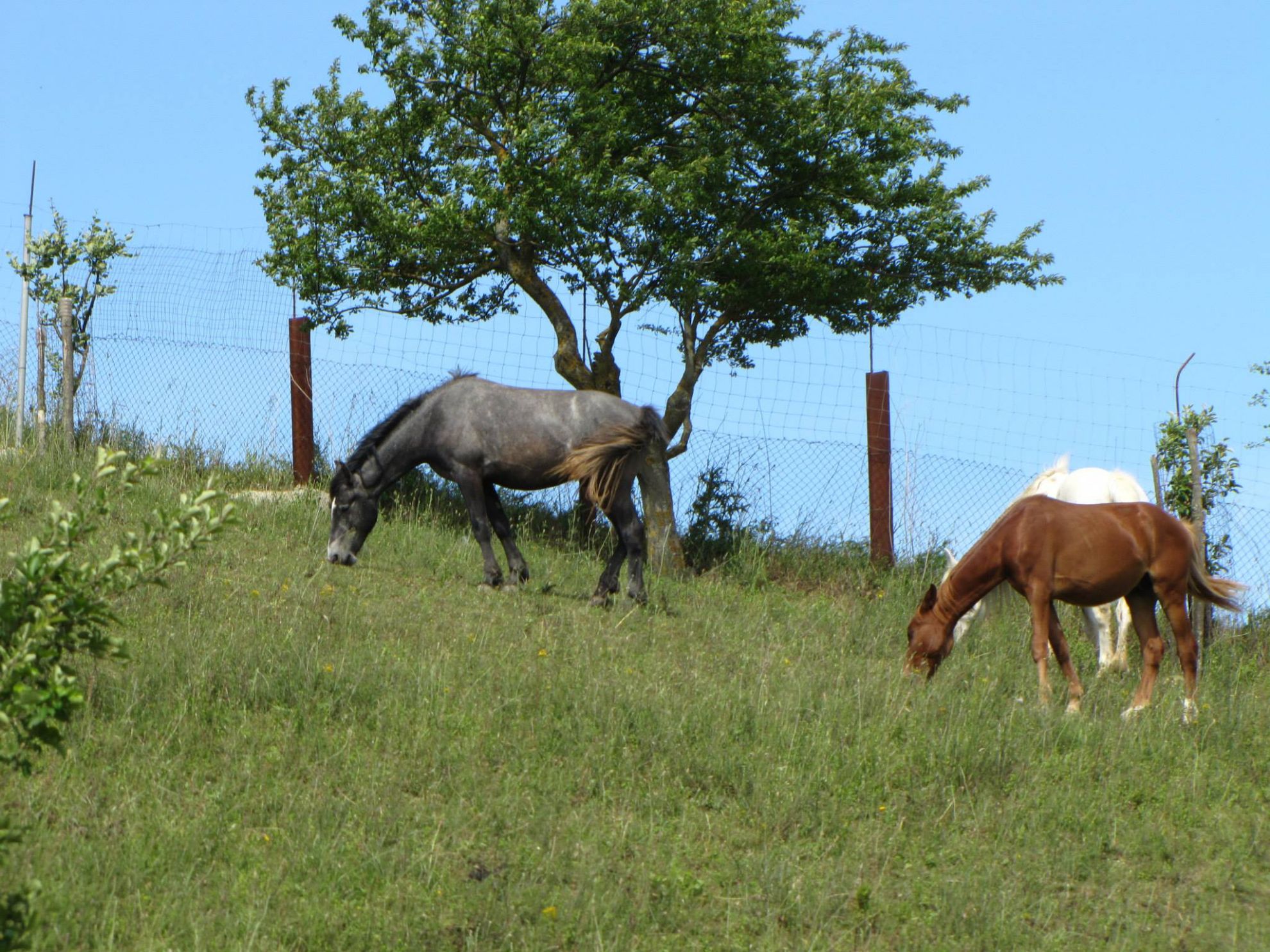 Agriturismo Caperroni