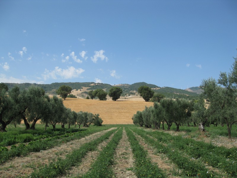 Agriturismo Difesa d'Ischia