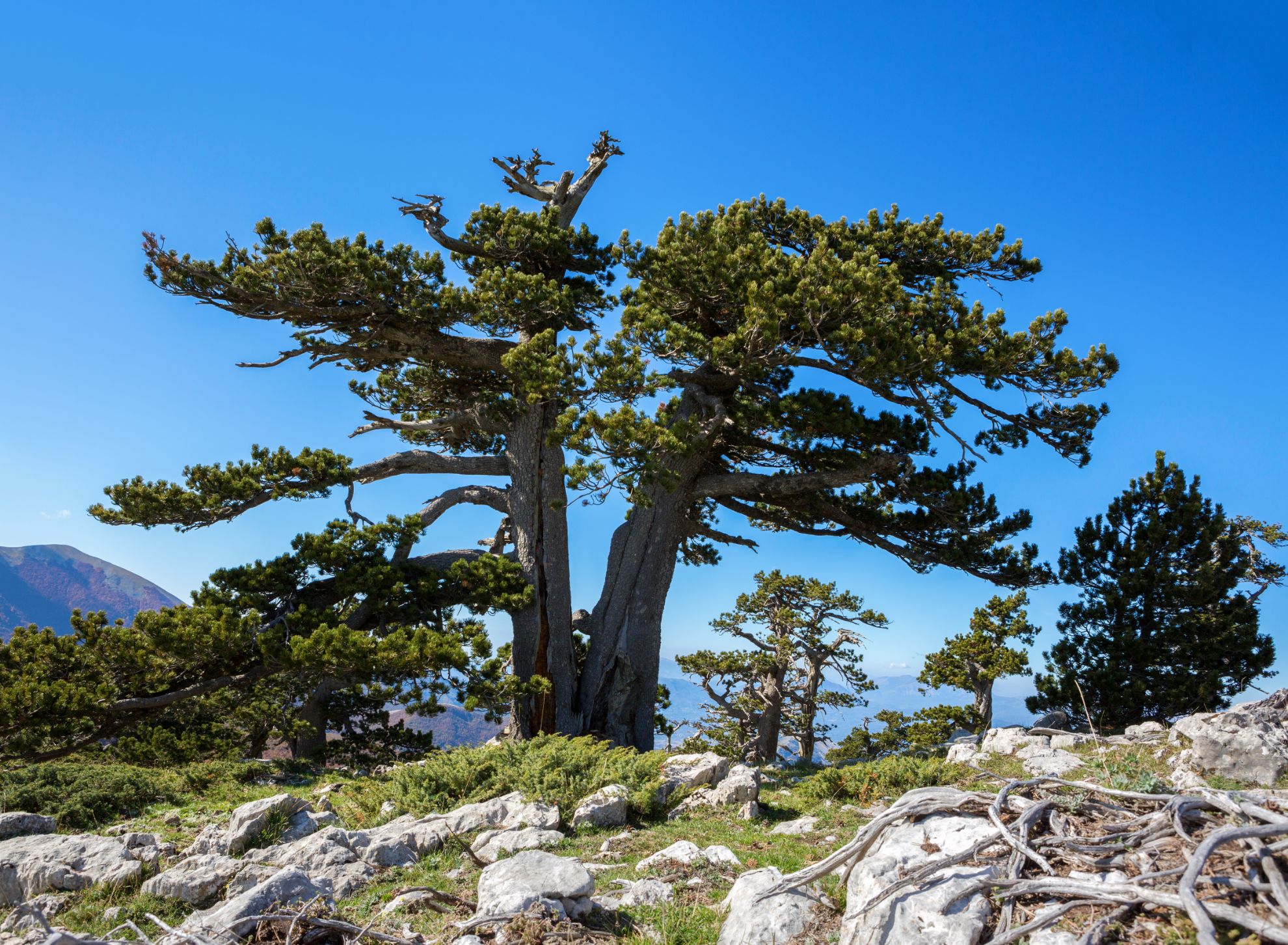 Parco Nazionale del Pollino