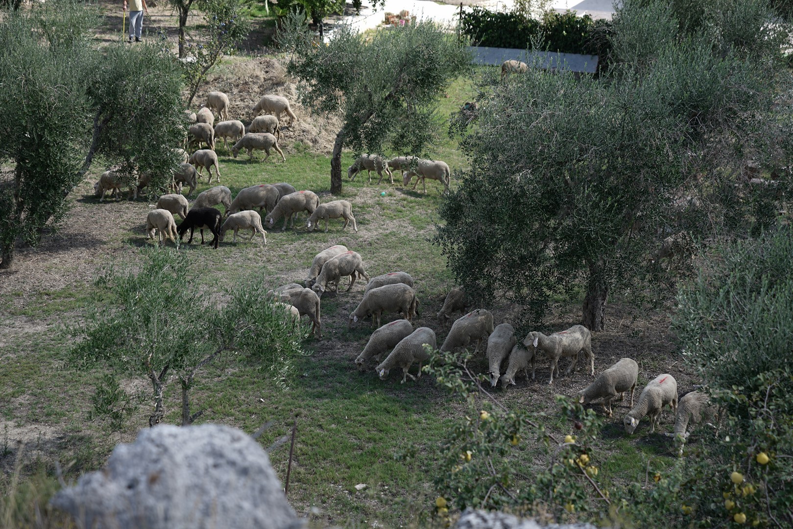 Agriturismo Nonna Rosa