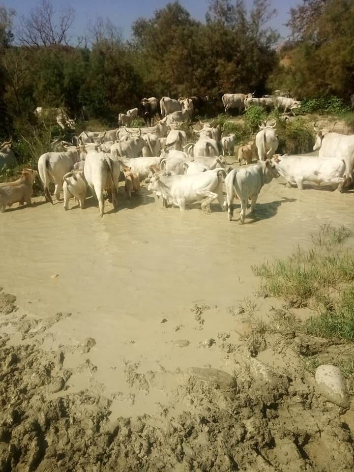 Azienda Agricola Di Gilio Antonio