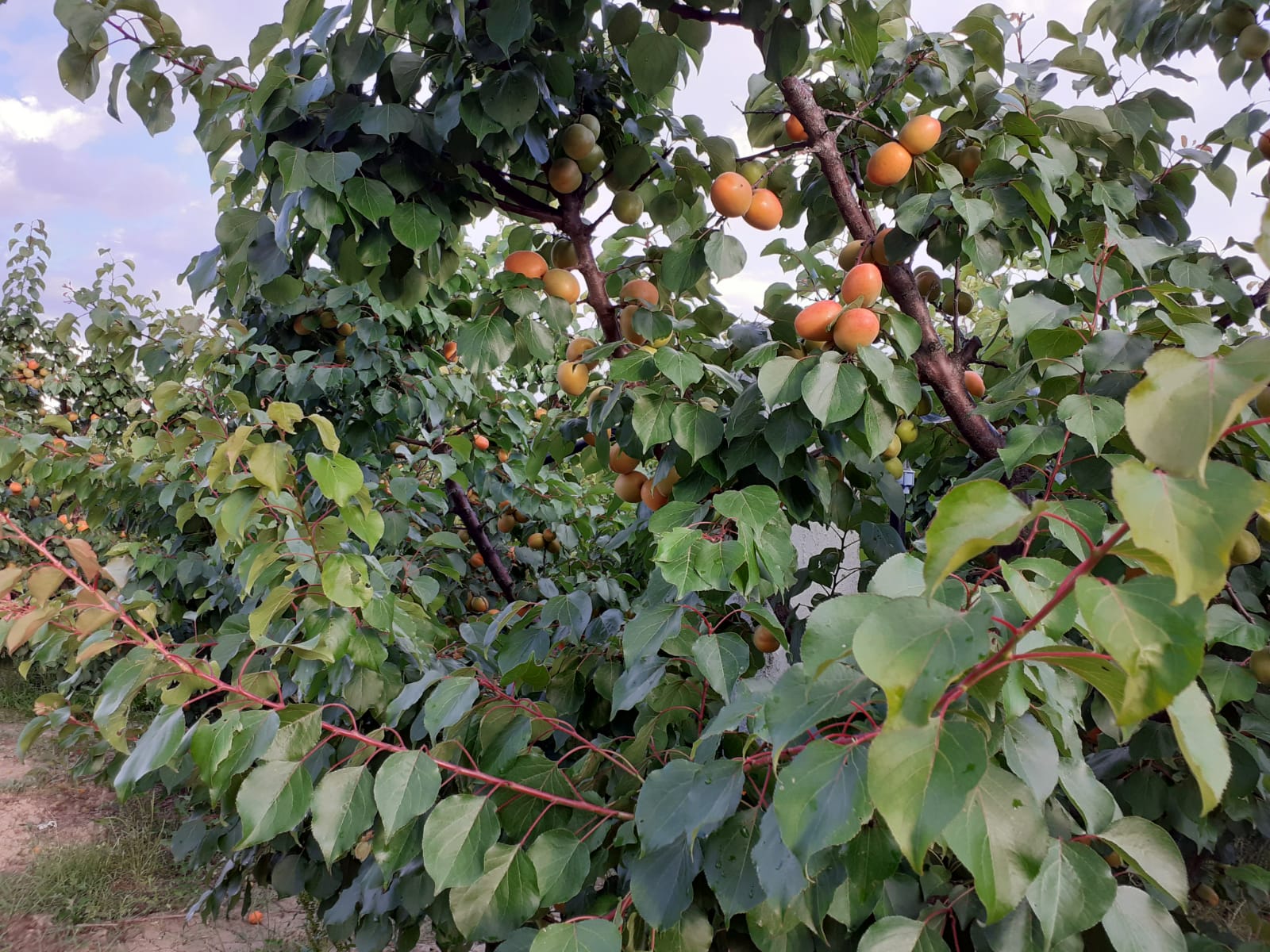 Azienda Agricola Minonni Santa