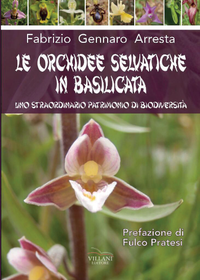 Immagine di Le orchidee selvatiche della Basilicata