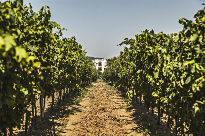 Immagine di Degustazione vini in cantina